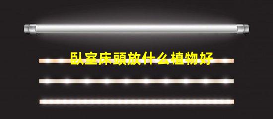 臥室床頭放什么植物好助眠植物推薦與效果分析